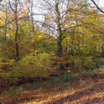 VogelnatuurpadGroeneLong11